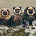 - косплей на тему сериала Игра престолов 3