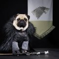 - косплей на тему сериала Игра престолов 4