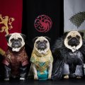 - косплей на тему сериала Игра престолов 8