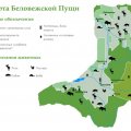 natsional-ny-j-park-belovezhskaya-pushha-dostoprimechatel-nosti-belarusi-21
