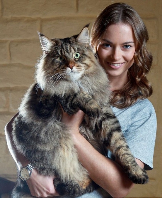 Порода кошек Мейн-кун фото и её история