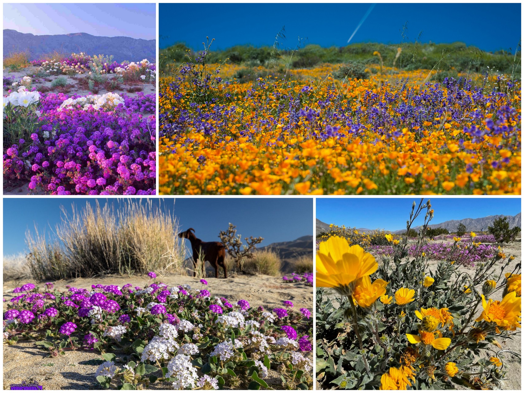 Суперцветение в пустыне Калифорнии