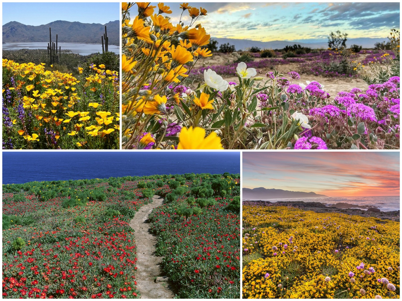 Цветы в пустыне Калифорнии удивительное явление природы