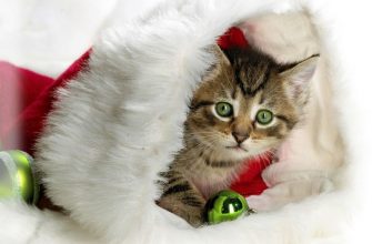 Праздничные красивые новогодние картинки для любителей котов напоминают нам о скором наступлении этого всеми любимого праздника.