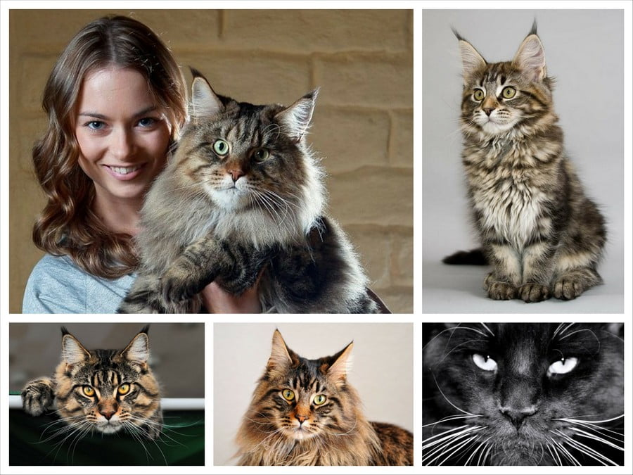 Порода кошек Мейн-кун и её история