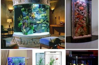 Домашний аквариум - уход и содержание