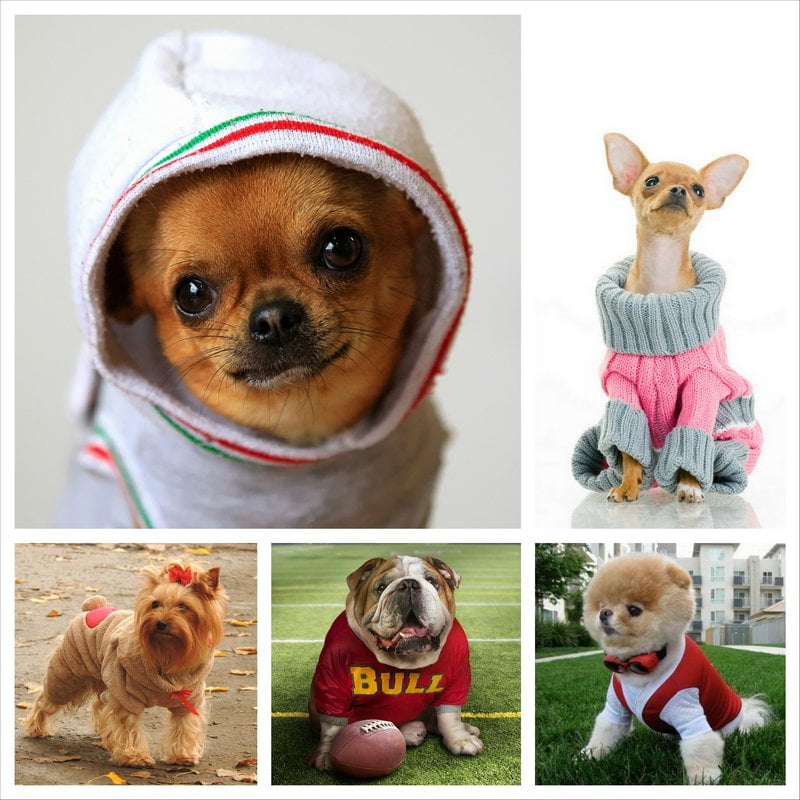 Одежда для маленьких собачек от магазина SmallPet