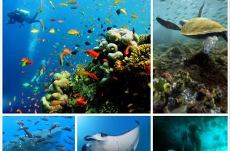 Самые красивые места на планете – подводная съёмка Галапагосских островов, Сипадан, Антарктика, Сокорро, Раджа Ампат и Филиппины
