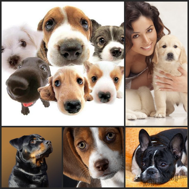 Разные породы собак - проблема выбора