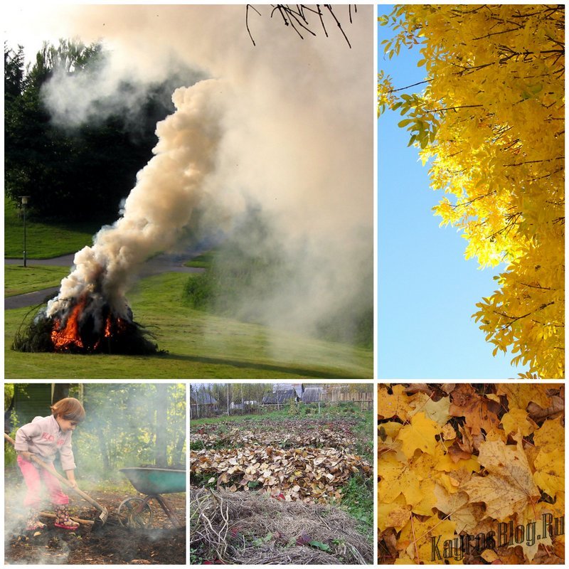 Сжигание листьев - сезонная проблема и её решение