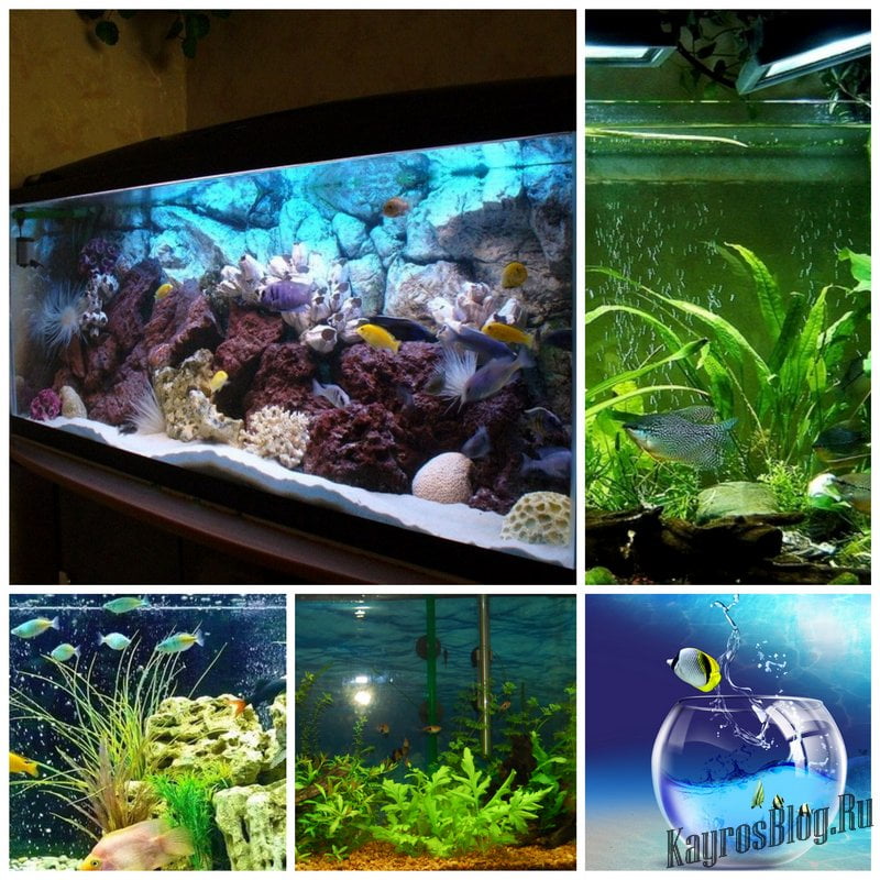 Живая вода в аквариуме - история новичка