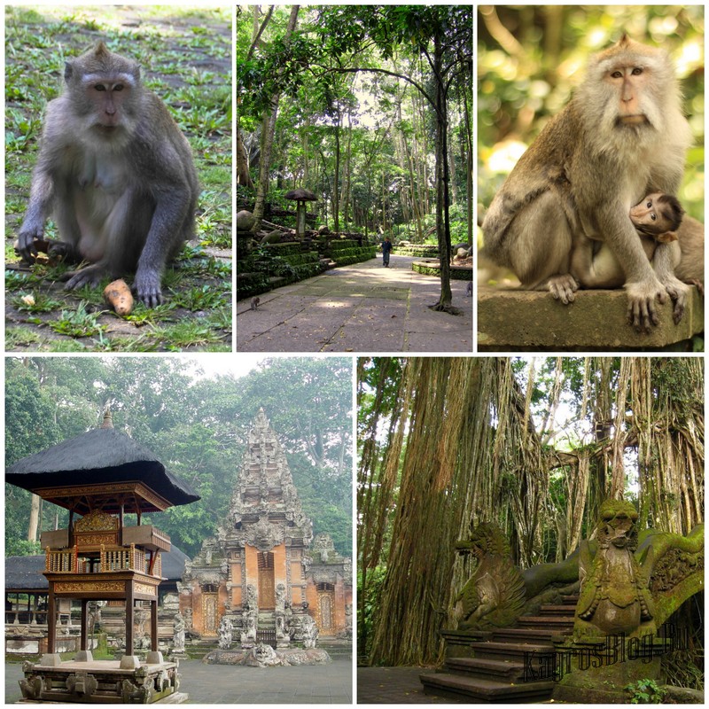 Лес обезьян в Убуде храм Букит Сари