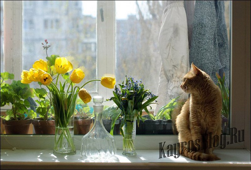 Весны ждала ждала природа. Цветы на подоконнике. Кошка на окне. Весенние цветы на подоконнике.