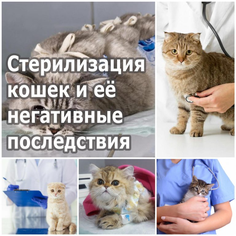 Стерилизация кошек и её негативные последствия