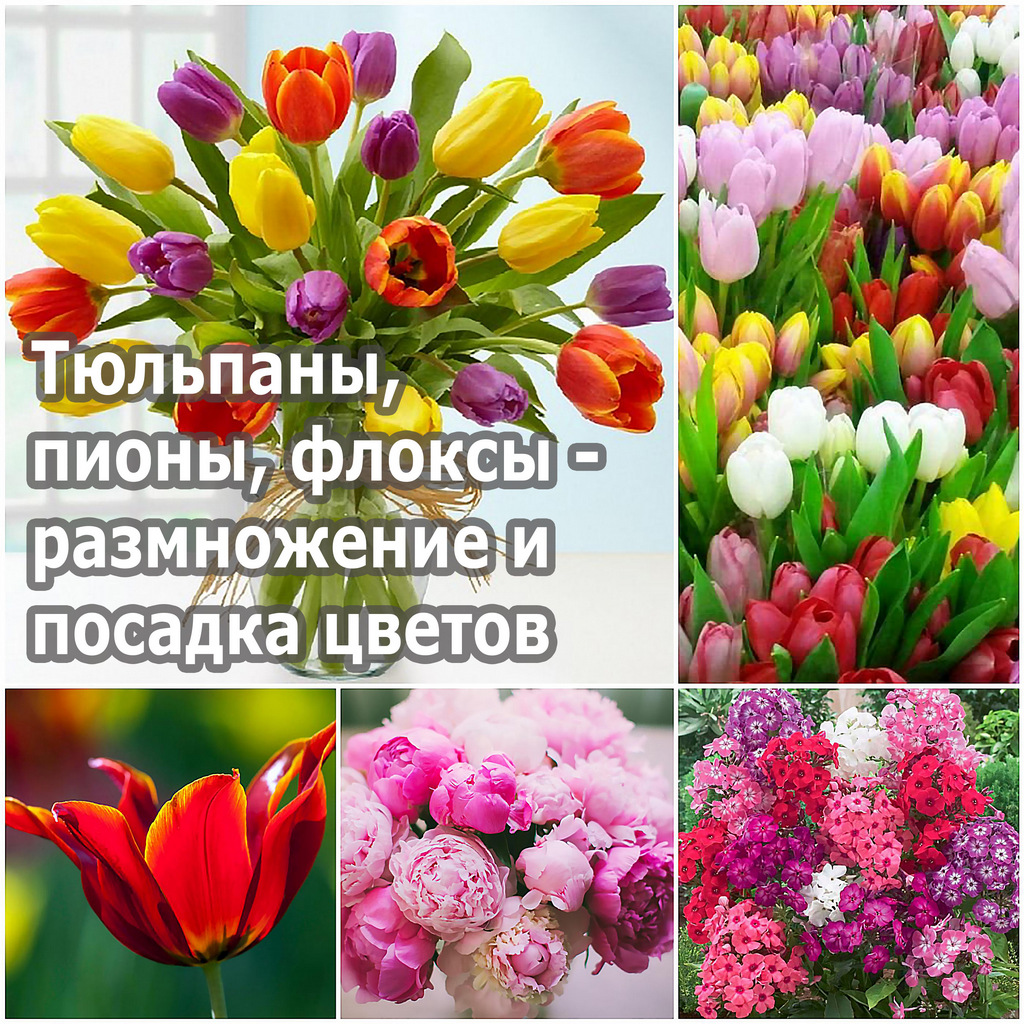 Тюльпаны, пионы, флоксы - размножение и посадка цветов