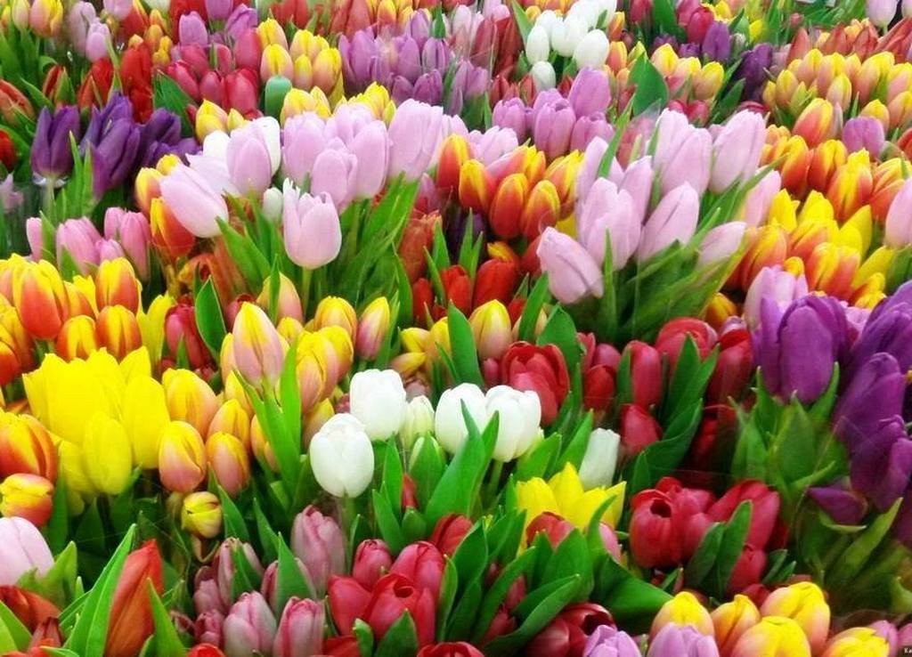 Тюльпаны, пионы, флоксы — размножение и посадка цветов