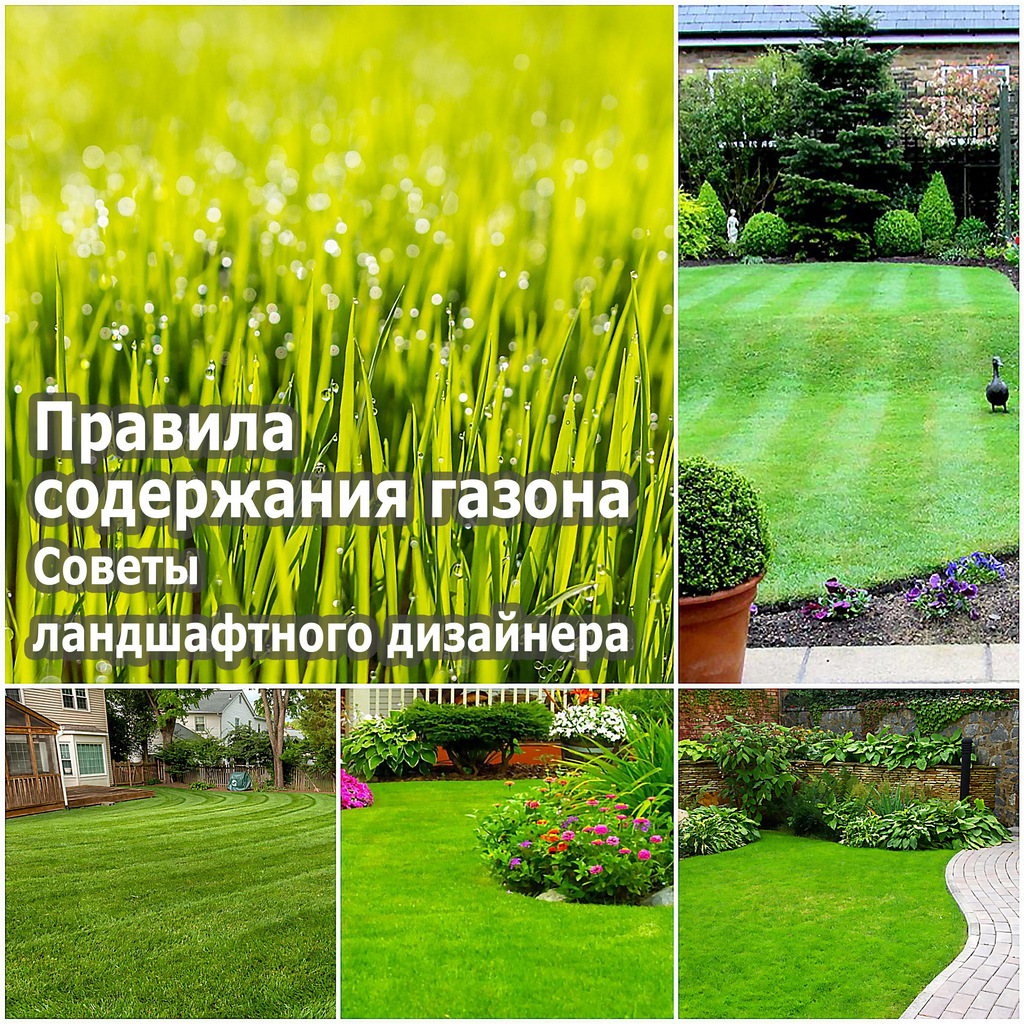Правила содержания газона - советы ландшафтного дизайнера